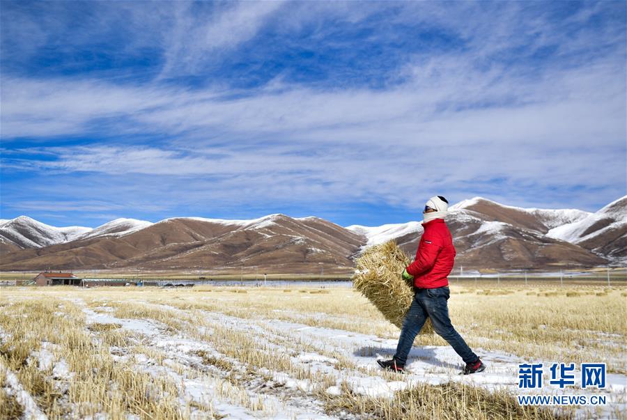 (新華全媒頭條·走向我們的小康生活·圖文互動(dòng))(8)綠色繪就三江源——來(lái)自青海脫貧奔小康一線的蹲點(diǎn)報(bào)告