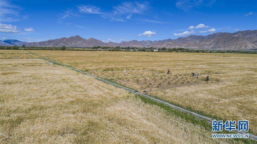 （新華全媒頭條·走向我們的小康生活·圖文互動）（11）扎西德勒，我們的新家園——西藏易地扶貧搬遷搬出幸福美好新生活