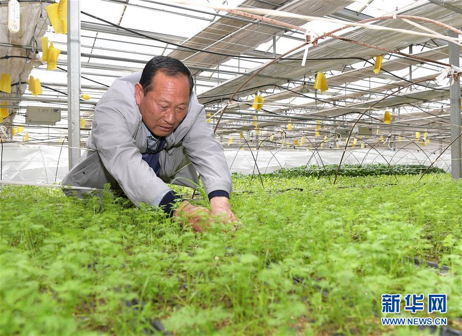 (走向我們的小康生活·決戰(zhàn)決勝脫貧攻堅(jiān)·圖文互動(dòng))(1)高原喜見“壽光綠”——“世界屋脊”上的蔬菜發(fā)展奇跡