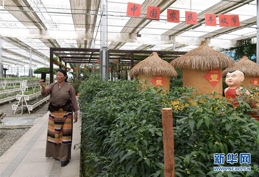(走向我們的小康生活·決戰(zhàn)決勝脫貧攻堅(jiān)·圖文互動(dòng))(3)高原喜見“壽光綠”——“世界屋脊”上的蔬菜發(fā)展奇跡