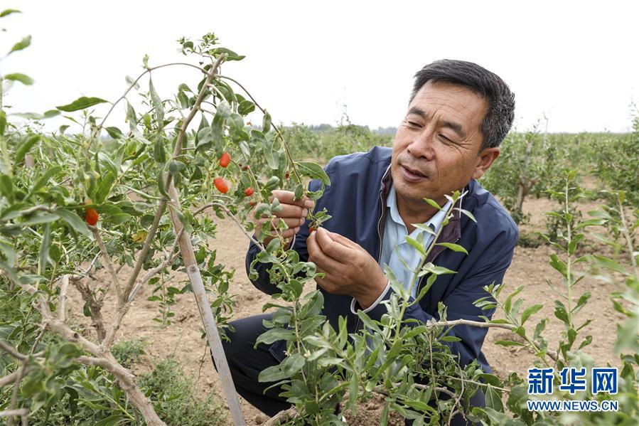 (全面建成小康社會“百城千縣萬村調(diào)研行”·圖文互動)(1)寧夏華寺村:做活“土”文章 村民享小康