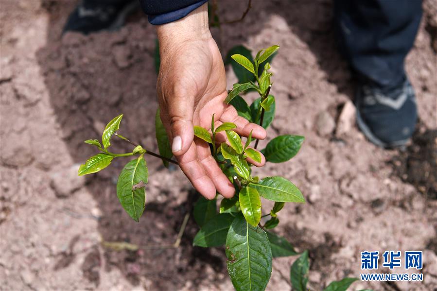 (西藏昌都解放70周年·圖文互動(dòng))(2)“我有一個(gè)植樹夢(mèng)”——扎西旺堆和他的“綠色家園”