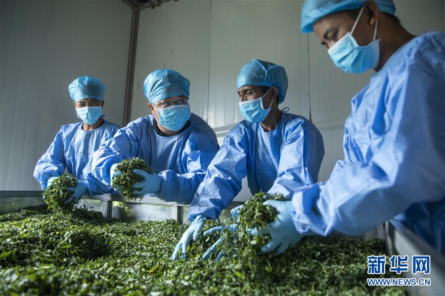 (鄉(xiāng)村振興·圖文互動(dòng))(2)涼山深處有“黃金”