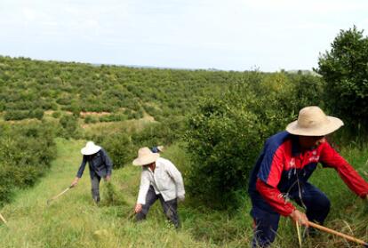 “一畝油茶百斤油，又娶媳婦又蓋樓”——河南光山走上生態(tài)富民路