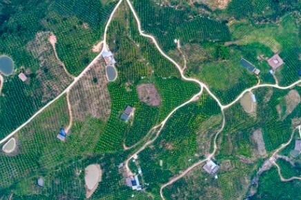 金沙江畔新華坪：黑色轉(zhuǎn)綠色，荒山變金山