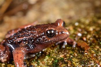 云南高黎貢山發(fā)現(xiàn)兩棲動(dòng)物新種&ldquo;騰沖齒突蟾&rdquo;