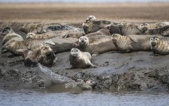 斑海豹洄游棲息遼河入?？? />  
<div>斑海豹洄游棲息遼河入海口</div>
</a> 
</div>
<div   id=