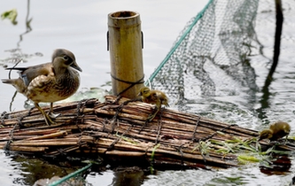 超有愛！西湖里的鴛鴦&ldquo;愛心橋&rdquo;升級(jí)