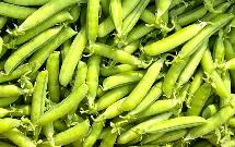 科學(xué)家破解豌豆七大性狀基因之謎