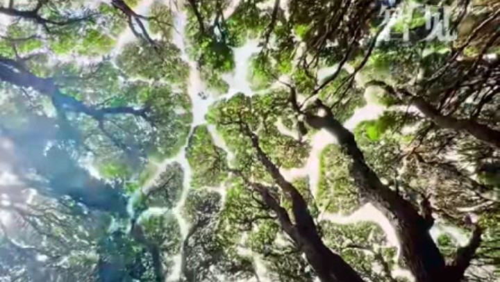 樹木為何會(huì)相互“禮讓”？