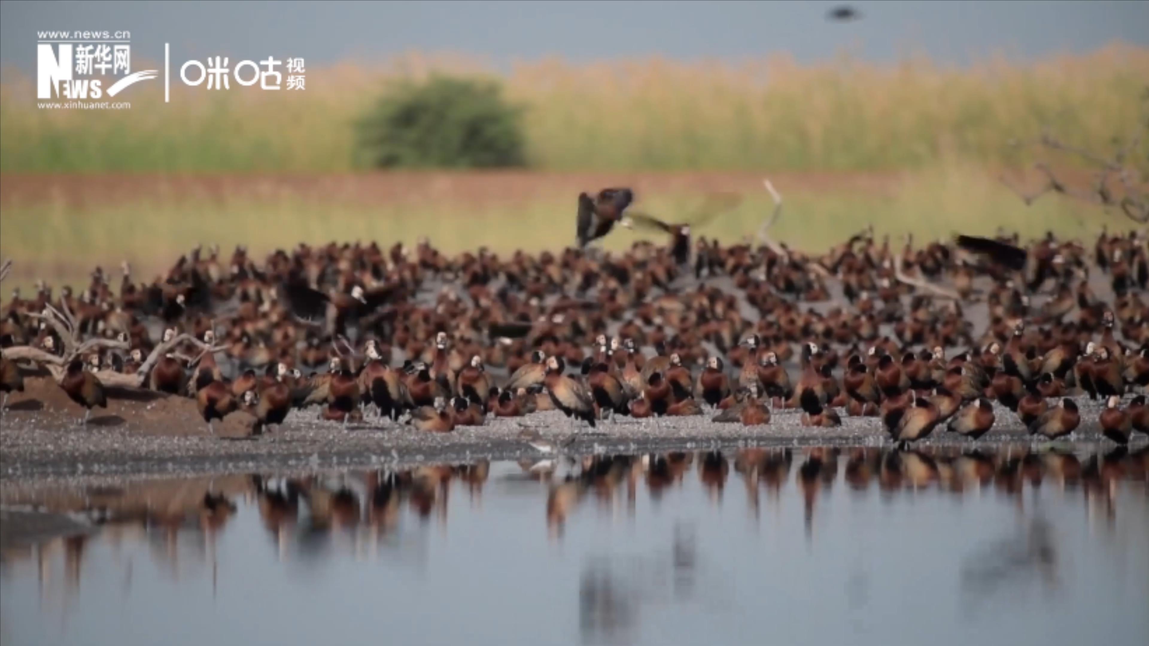 候鳥將人類、生態(tài)系統(tǒng)和世界各國(guó)連在一起