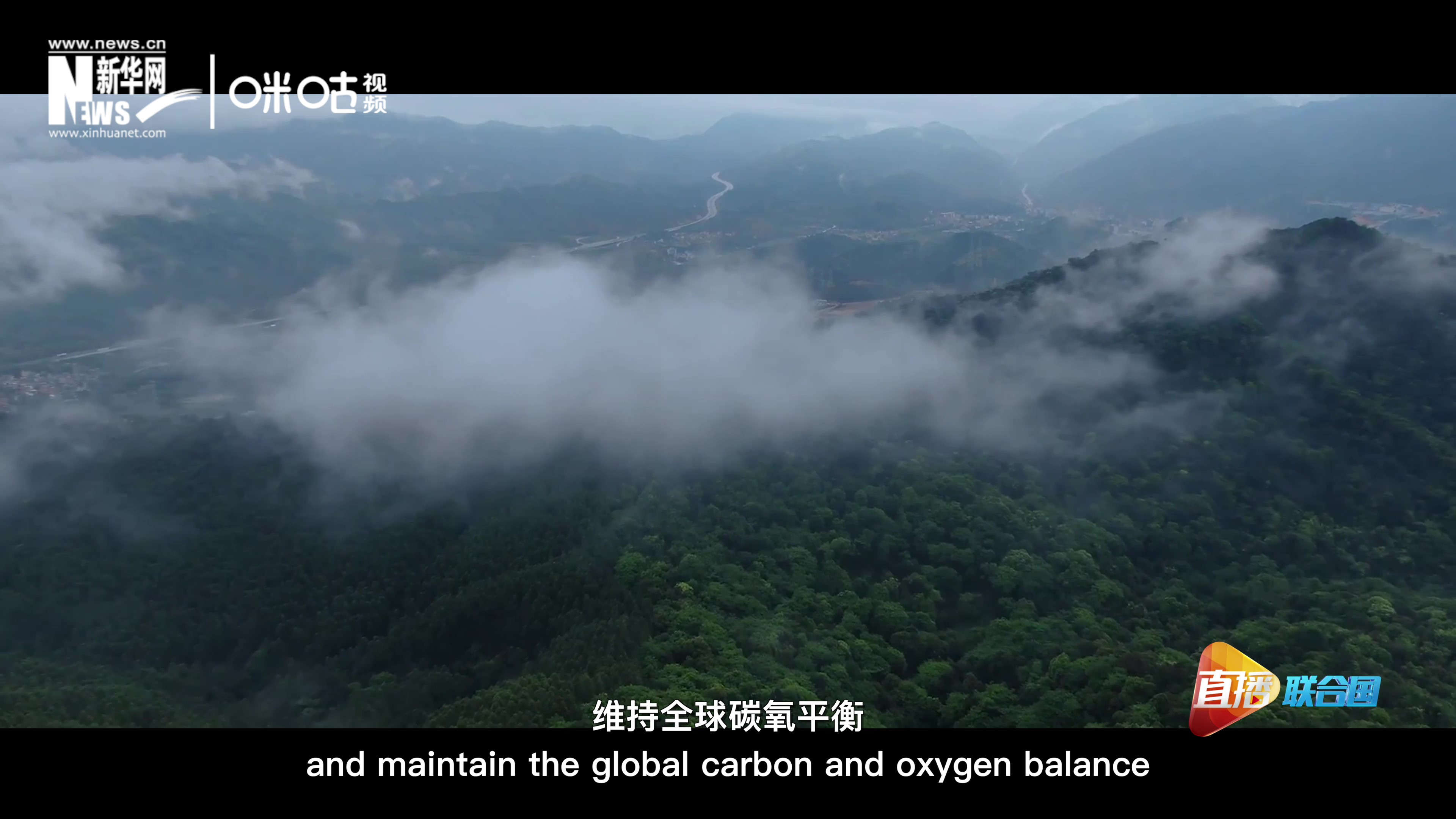 森林的碳匯可以協(xié)助減緩氣候變化，維持全球碳氧平衡