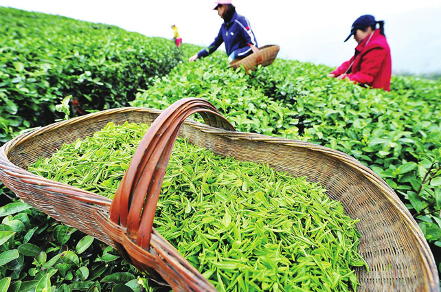 西湖龍井像LV包，原因在這里