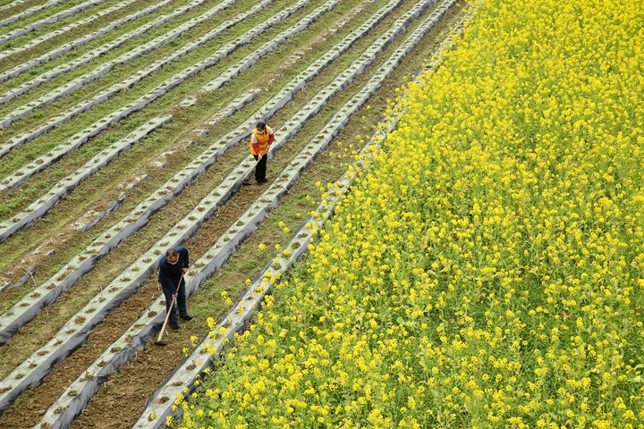 新華社評(píng)論員:防疫不誤農(nóng)時(shí)，固本首在“三農(nóng)”