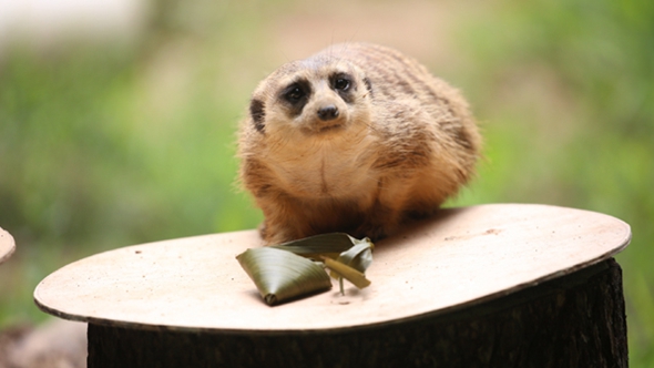 歡樂&ldquo;粽&rdquo;動員！小動物們吃上了&ldquo;專屬&rdquo;粽子