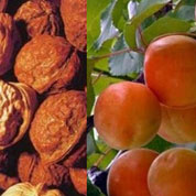 泰山核桃、紅玉杏