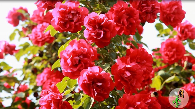 花開五月 &ldquo;季&rdquo;壓群芳