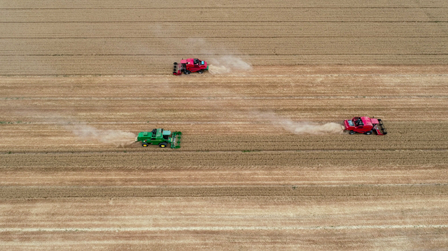 【&ldquo;飛閱&rdquo;中國】黃河兩岸，麥浪翻滾遍地金