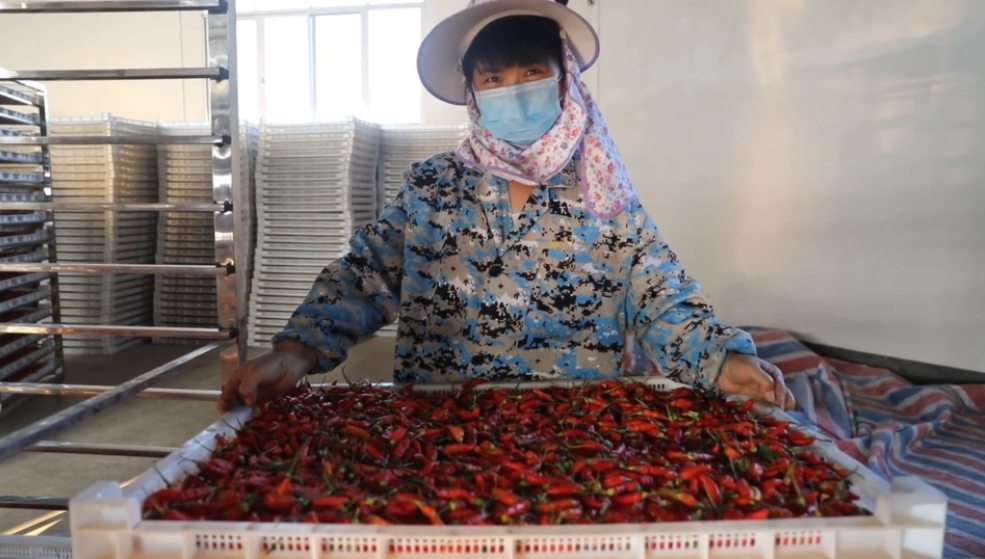 你怎么&ldquo;辣&rdquo;么好看！小辣椒映紅脫貧路