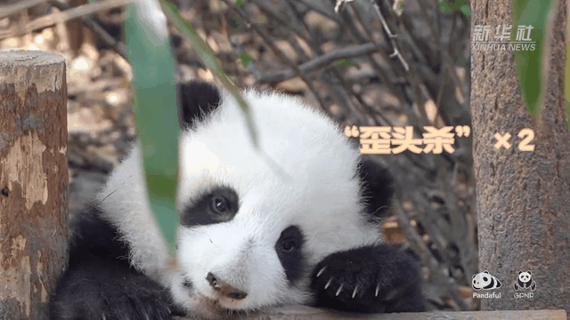 請注意，前方有滾滾發(fā)起近距離&ldquo;歪頭殺&rdquo;