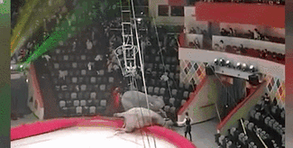 意外！場面失控 俄馬戲團(tuán)大象踩踏觀眾席