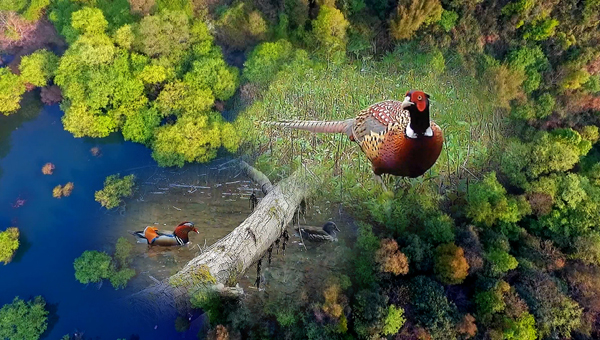 世界地球日丨神奇珍稀動物在哪里？車八嶺國家級自然保護(hù)區(qū)走一波