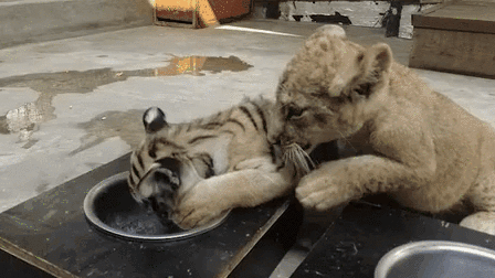 &ldquo;萌萌噠&rdquo;！虎獅&ldquo;姊妹花&rdquo;