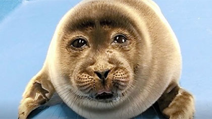 酷似&ldquo;大叔臉&rdquo; 日本小海豹爆紅網(wǎng)絡(luò)