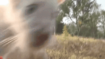 重慶永川：春節(jié)假期 兩只小“萌獸”首次與游客見(jiàn)面