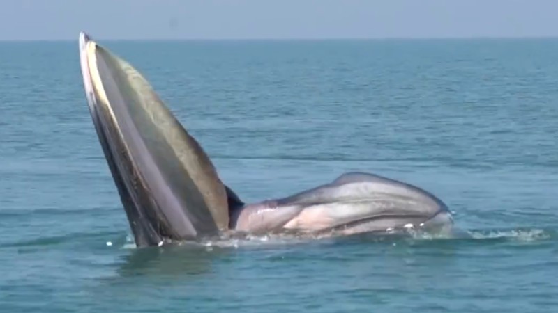 罕見(jiàn)！布氏鯨首次主動(dòng)靠近科研船