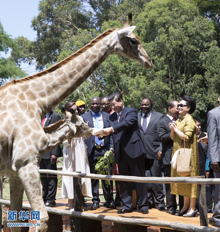 12月2日，國家主席習近平在津巴布韋考察野生動物救助基地。在基地負責人陪同下，習近平和夫人彭麗媛察看了基地救助的野生動物，并給大象、長頸鹿遞喂水果、樹葉。新華社記者 黃敬文 攝 