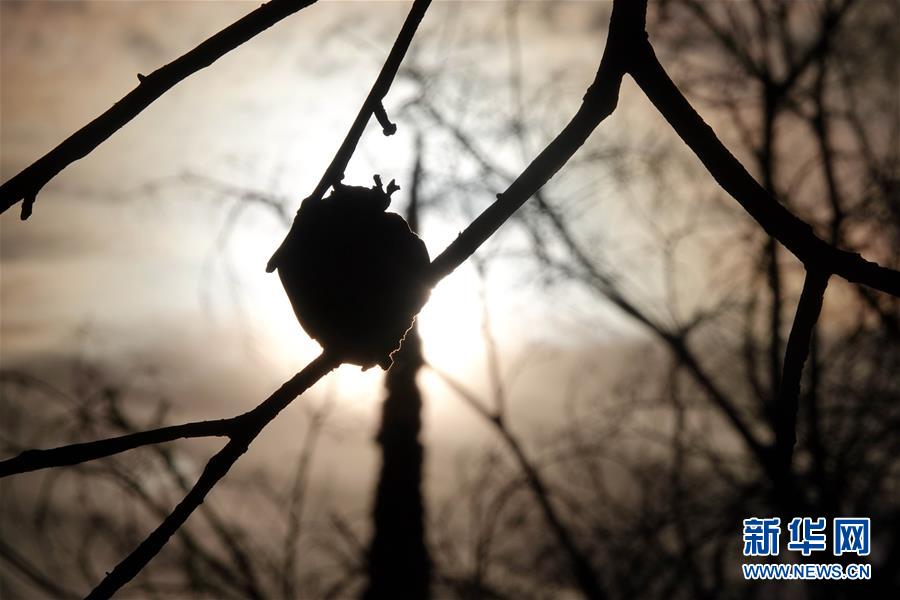 （國(guó)際&middot;圖文互動(dòng)）（10）一場(chǎng)山火，讓這個(gè)冬天格外冷&mdash;&mdash;探訪美國(guó)加州山火災(zāi)區(qū)