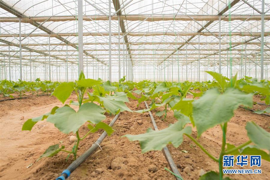 (國際·“一帶一路”高峰論壇·圖文互動)(6)荒漠正在成為瓜果飄香的綠洲——記中國國機重工埃及現代農業(yè)溫室項目