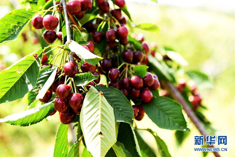 (國(guó)際)(7)吉薩爾的櫻桃熟了