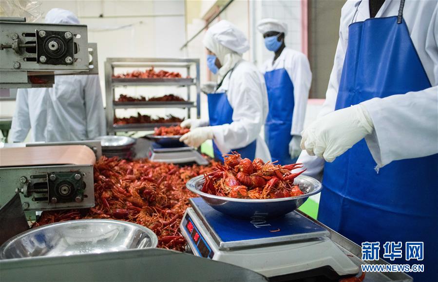 (國際·圖文互動)(9)從尼羅河畔到中國餐桌——一只“洋”小龍蝦的36小時旅程