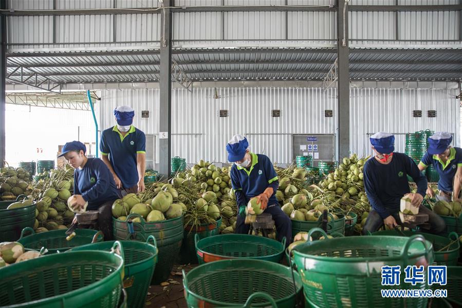 (第三屆進(jìn)博會(huì)·圖文互動(dòng))(3)通訊:椰香飄進(jìn)進(jìn)博會(huì) 市場(chǎng)開(kāi)放共繁榮——一名泰國(guó)椰商的心聲