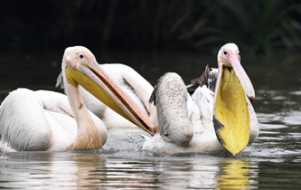 白鵜鶘&ldquo;作客&rdquo;?？? />  
<div>白鵜鶘“作客”?？?/div>
</a>
<a href=