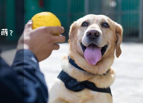 為了“破冰”，它們英勇無畏！