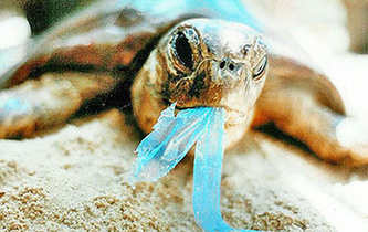 你隨手一扔，也許就毀掉它們的一生！