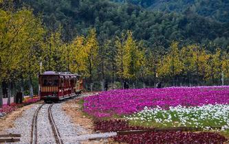 &ldquo;五彩花海&rdquo;引客來